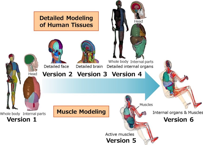 Toyota Offers Free Access to THUMS Virtual Human Body Model Software